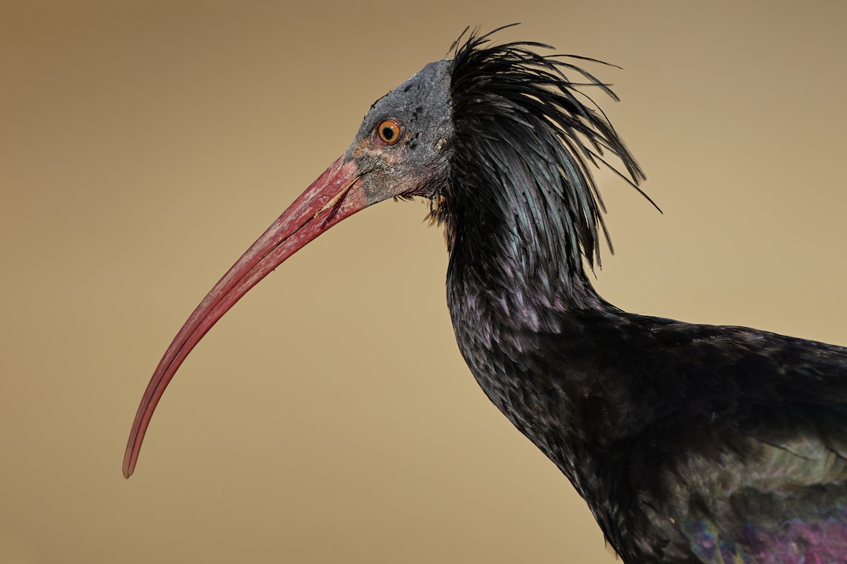 Northern Bald Ibis - ML624073152
