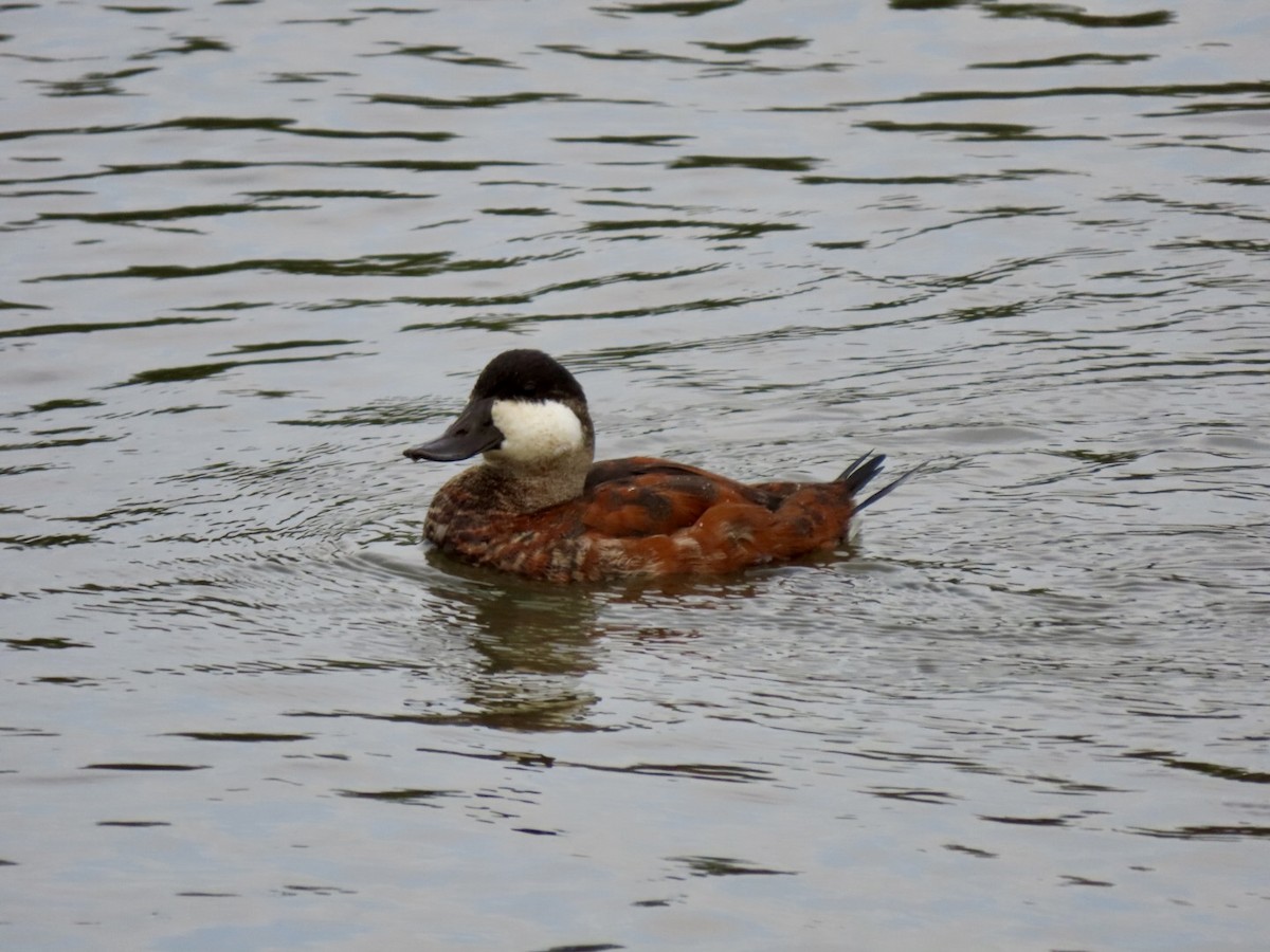 Ruddy Duck - ML624073174