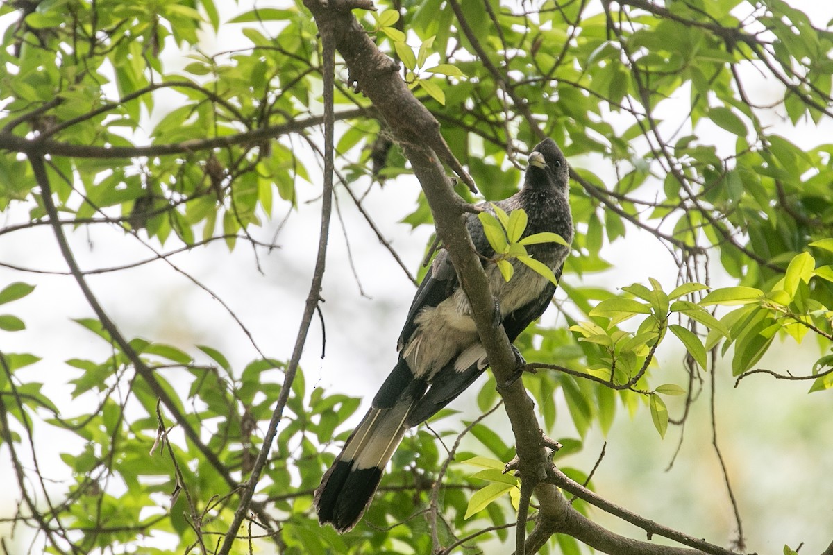 Eastern Plantain-eater - ML624073188