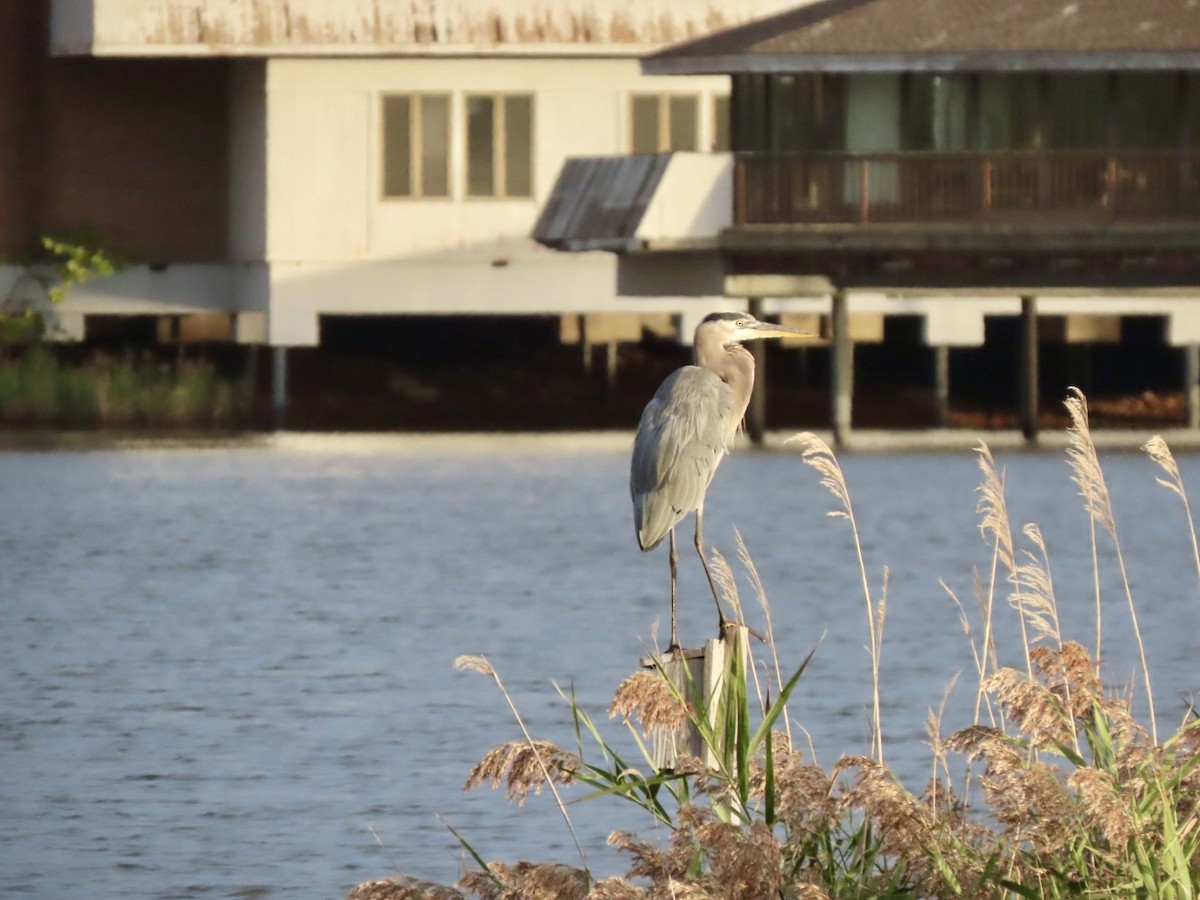 Great Blue Heron - ML624073190