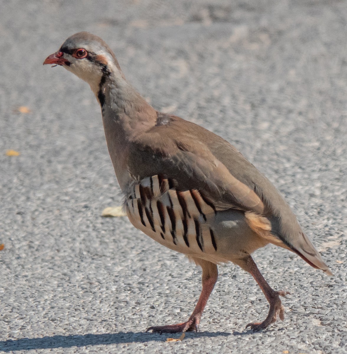 Chukar - ML624073231