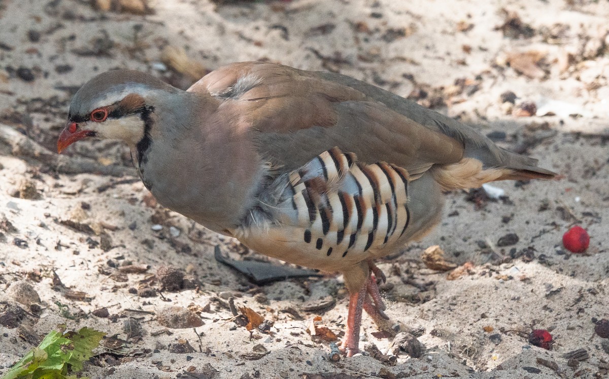 Chukar - ML624073232