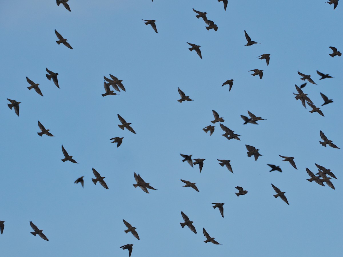 European Starling - ML624073274