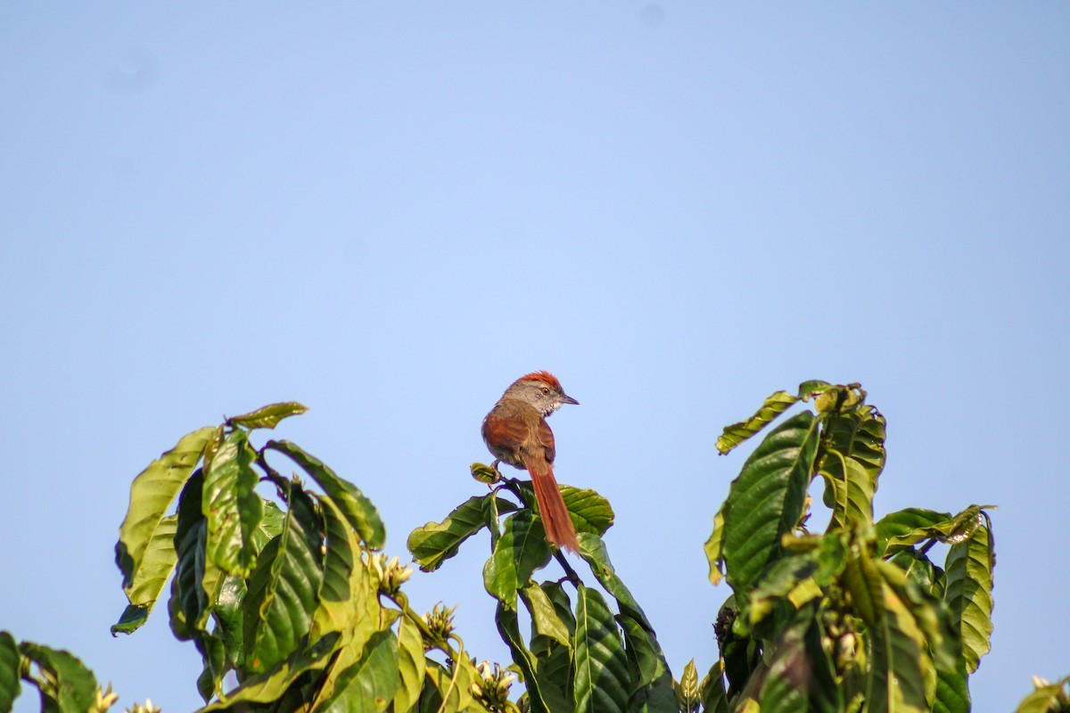 Sooty-fronted Spinetail - Gabriel Almeida