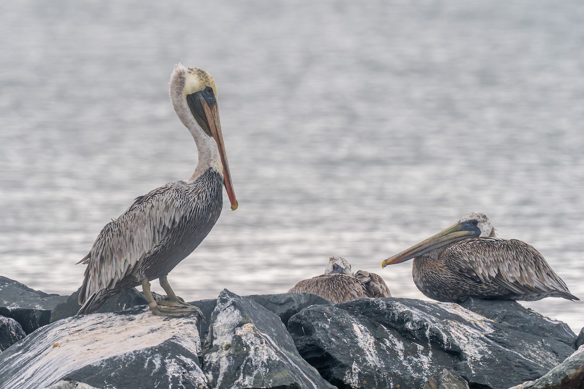 Brown Pelican - ML624073379