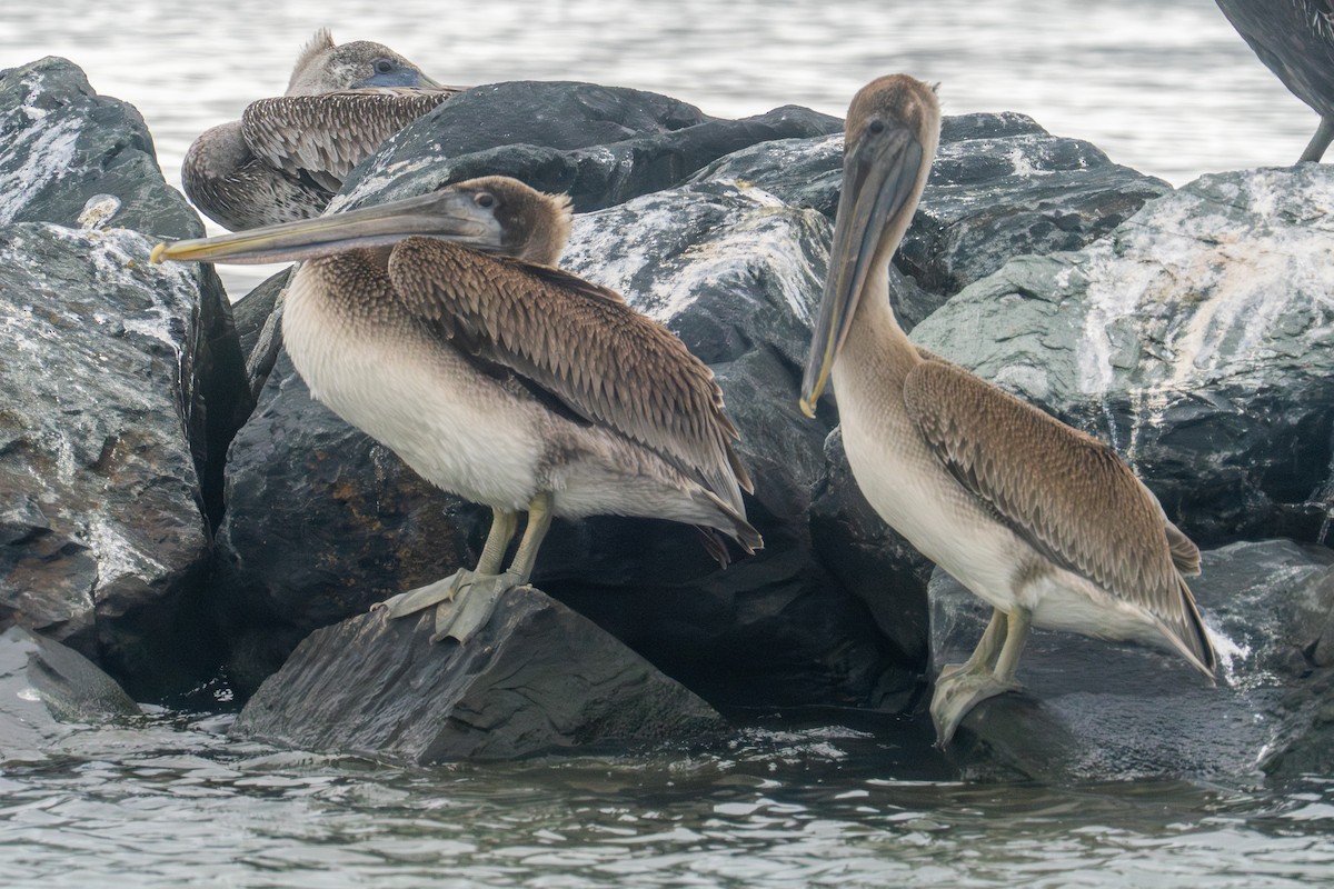 Brown Pelican - ML624073381