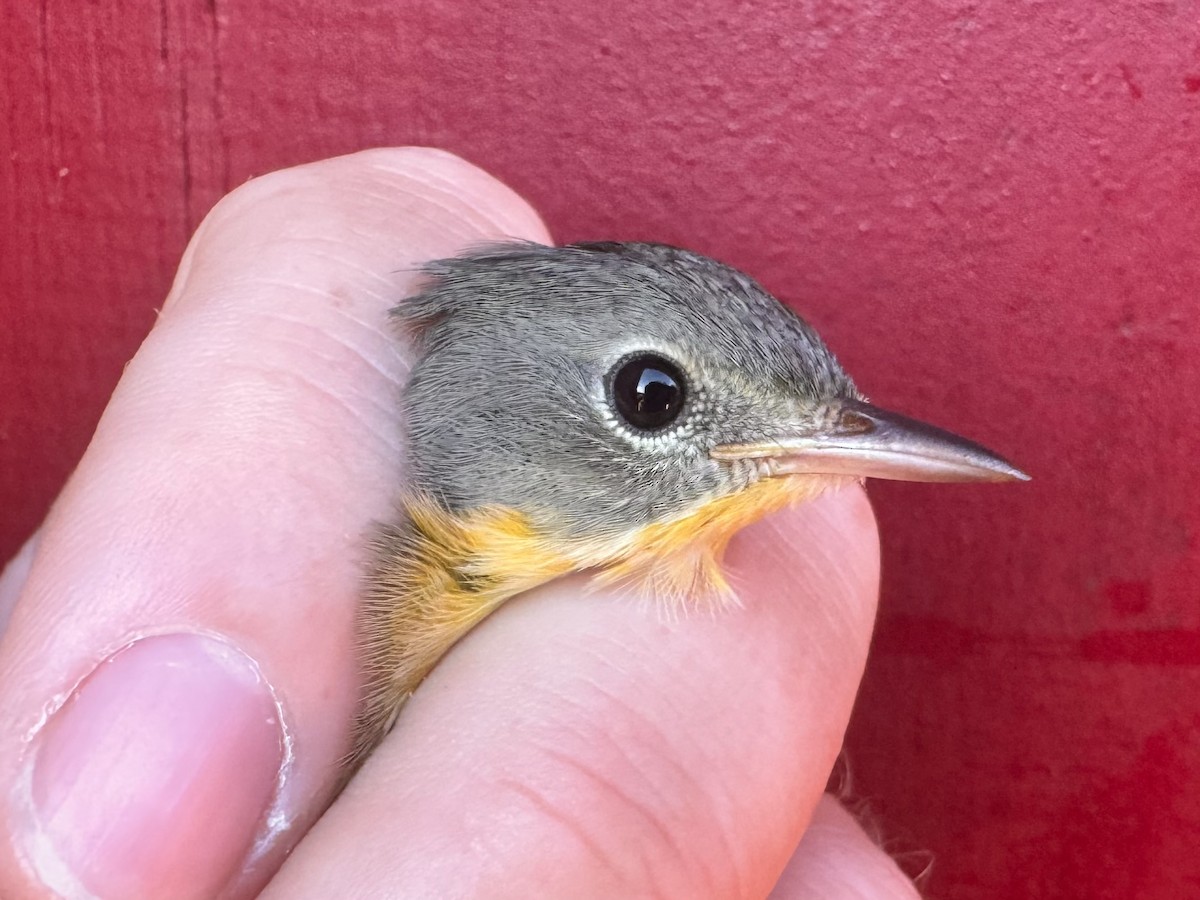 Common Yellowthroat - ML624073394