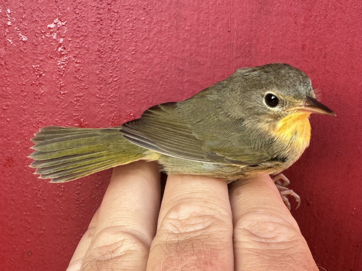 Common Yellowthroat - ML624073397