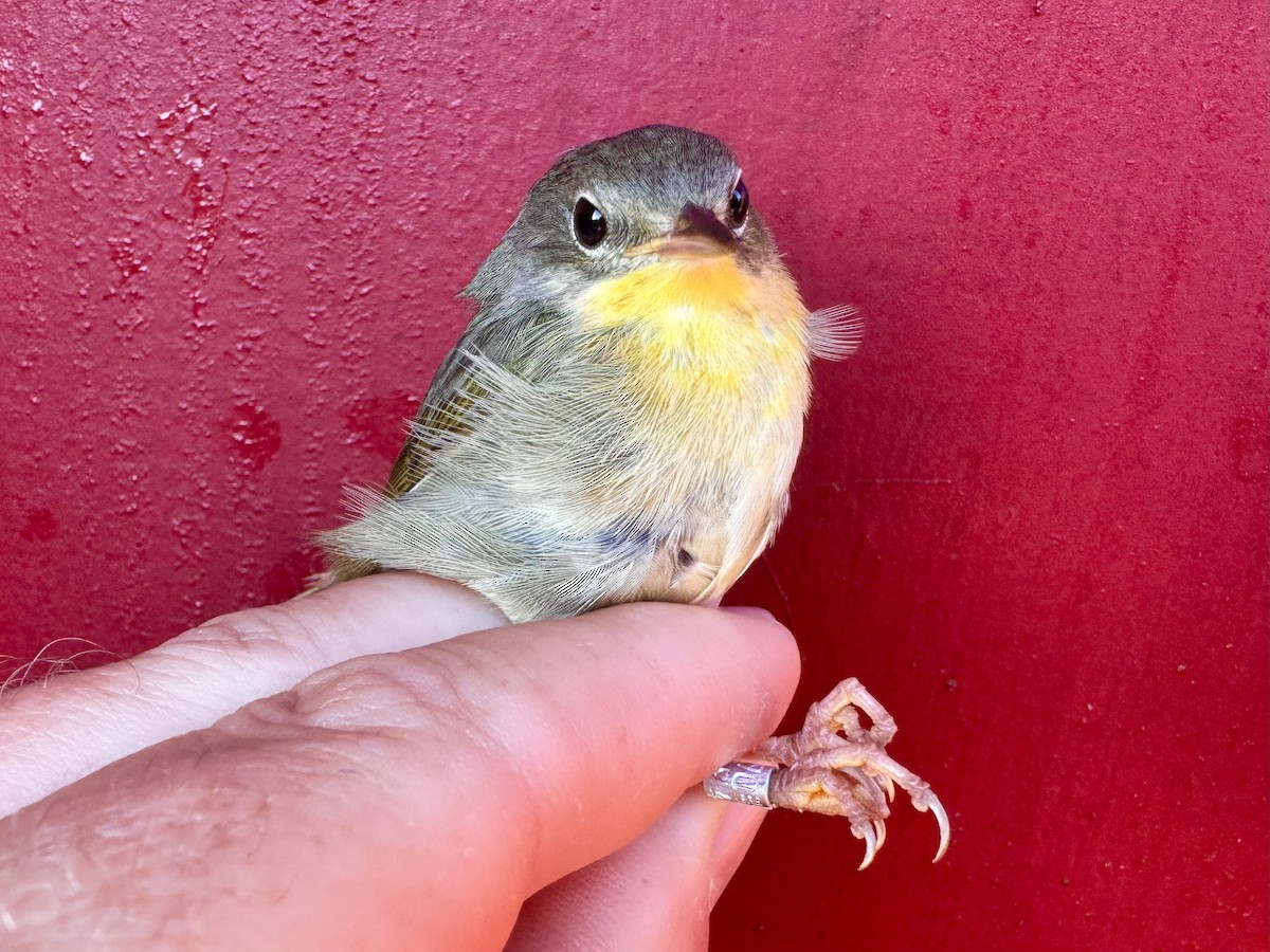 Common Yellowthroat - ML624073398