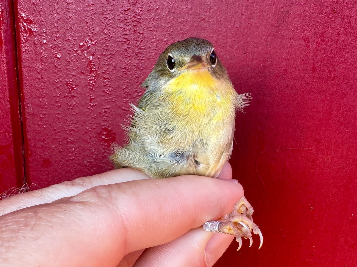 Common Yellowthroat - ML624073399