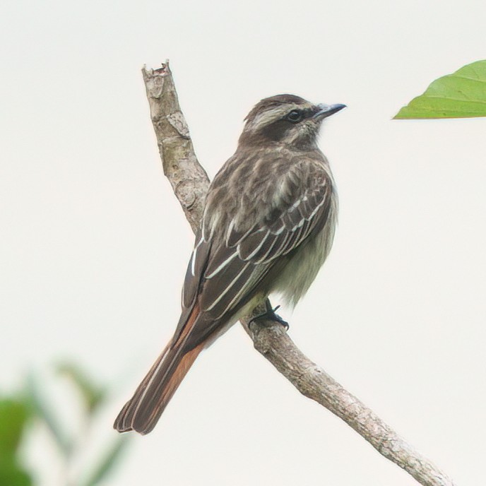 Variegated Flycatcher - ML624073413