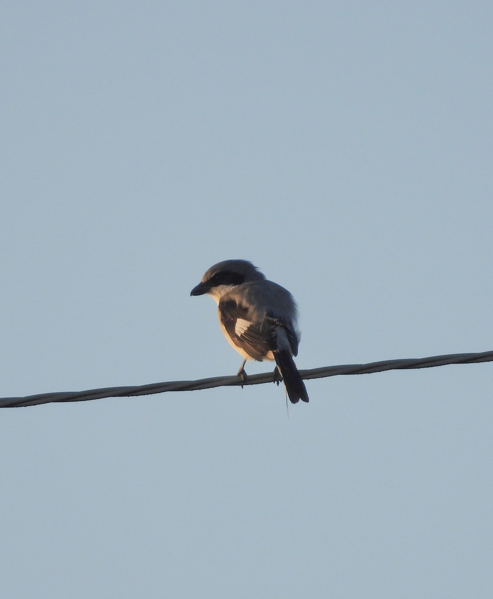 Loggerhead Shrike - ML624073474