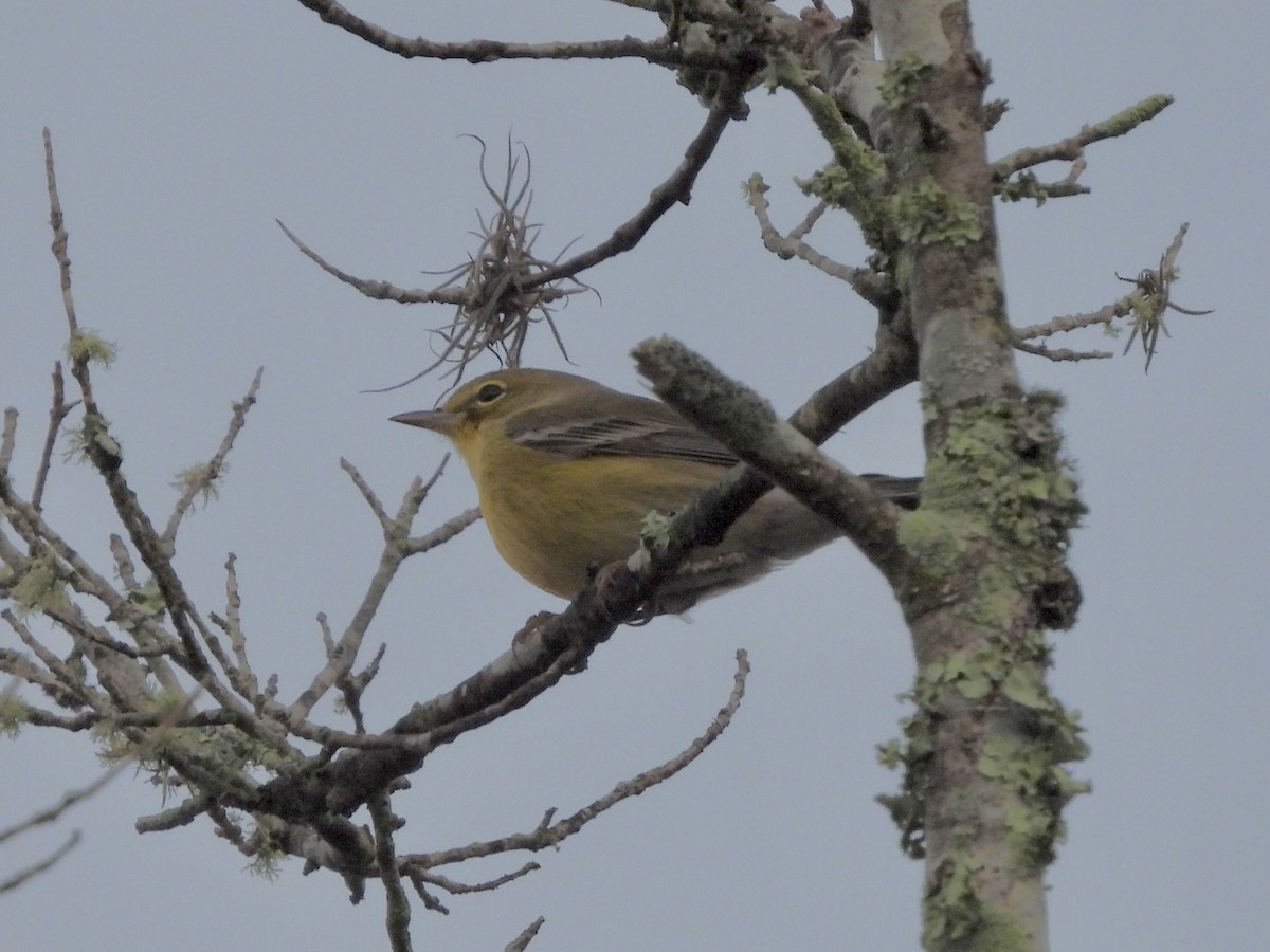 Pine Warbler - ML624073478