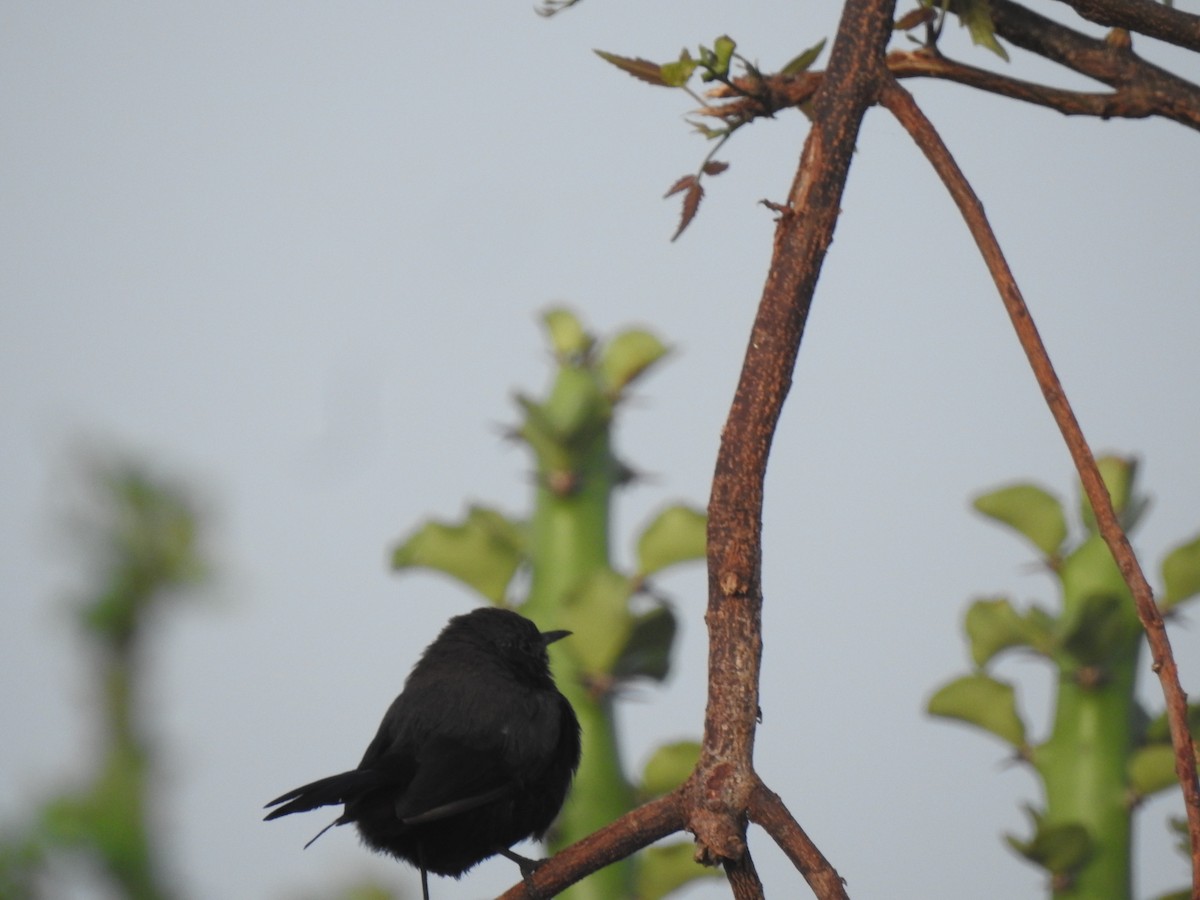 Indian Robin - ML624073491