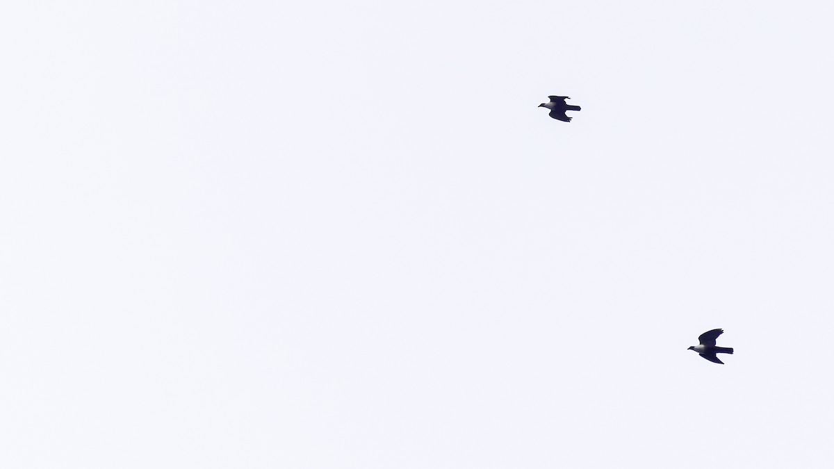 Papuan Mountain-Pigeon - ML624073515