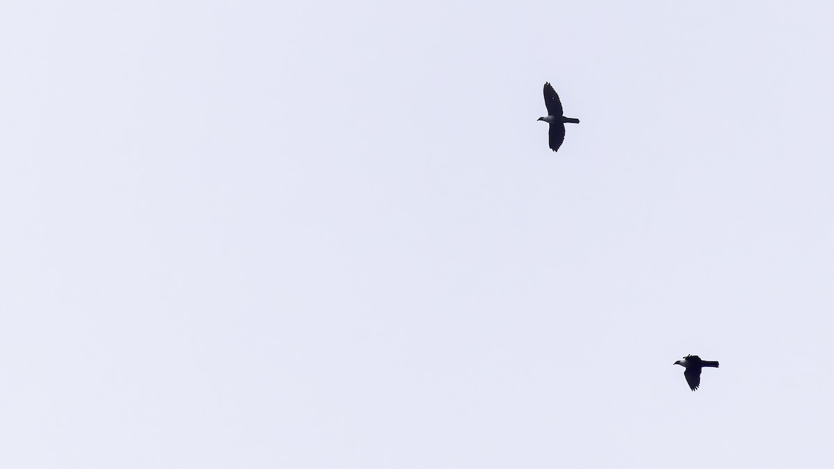 Papuan Mountain-Pigeon - ML624073517