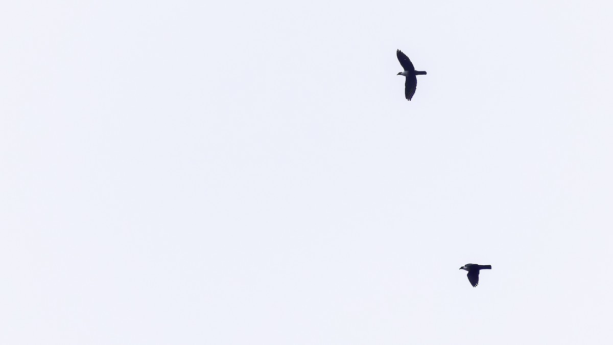 Papuan Mountain-Pigeon - ML624073519