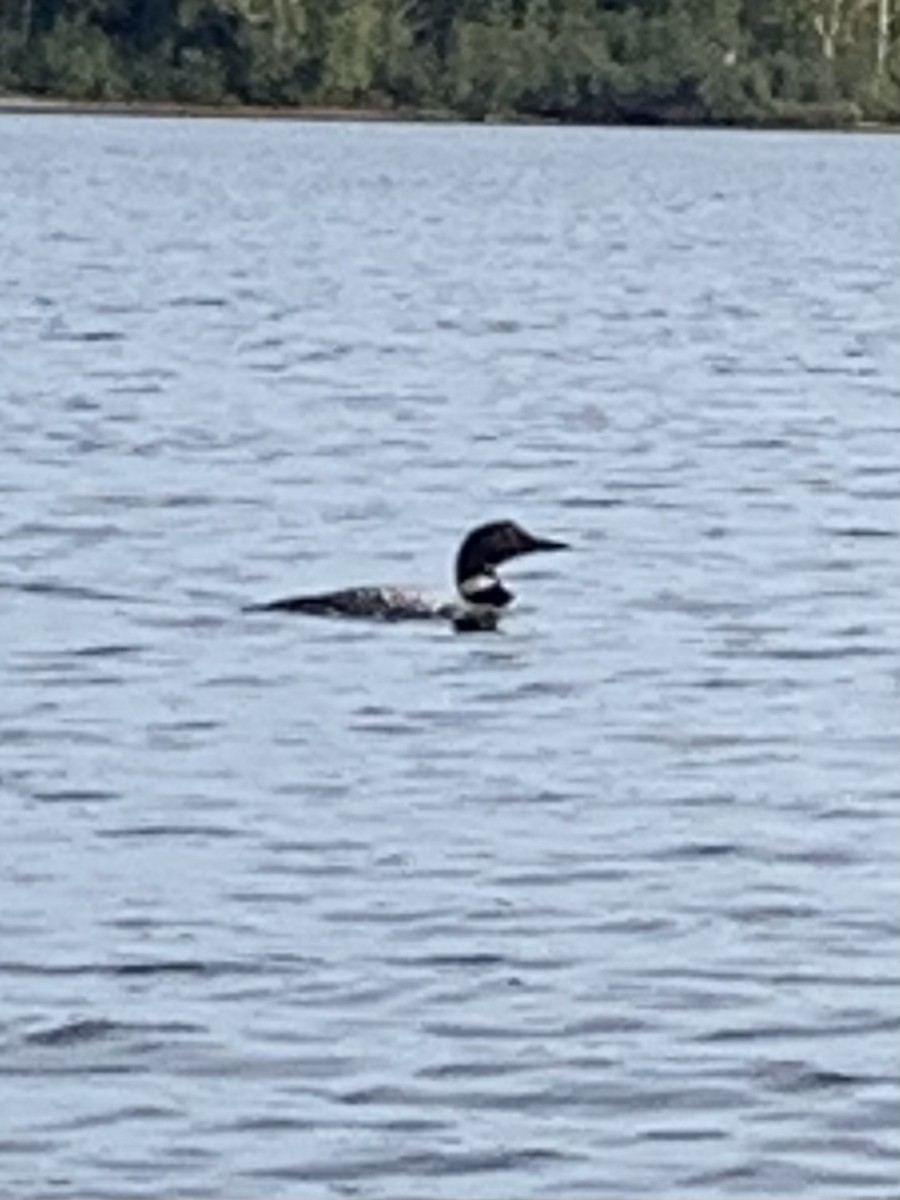 Common Loon - ML624073538