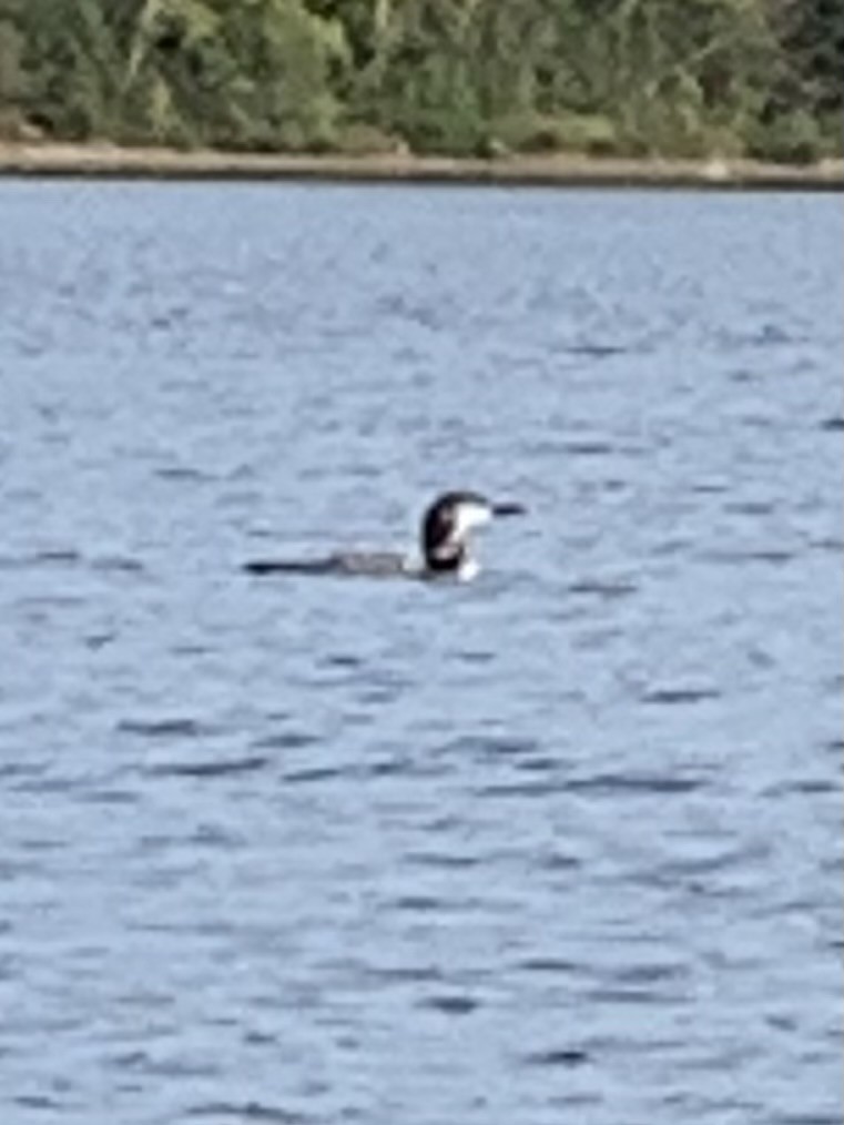 Common Loon - ML624073539