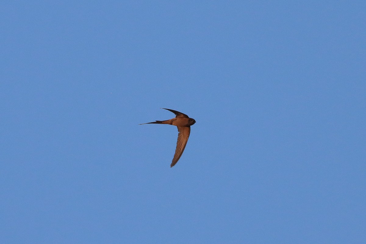 African Palm Swift - ML624073578