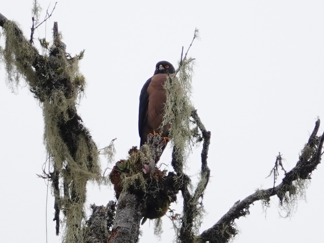 Black-mantled Goshawk - Peter Yendle