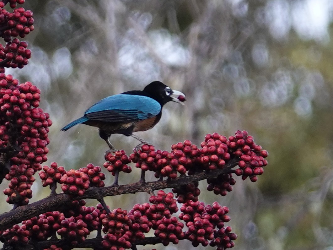 Blue Bird-of-Paradise - ML624073652