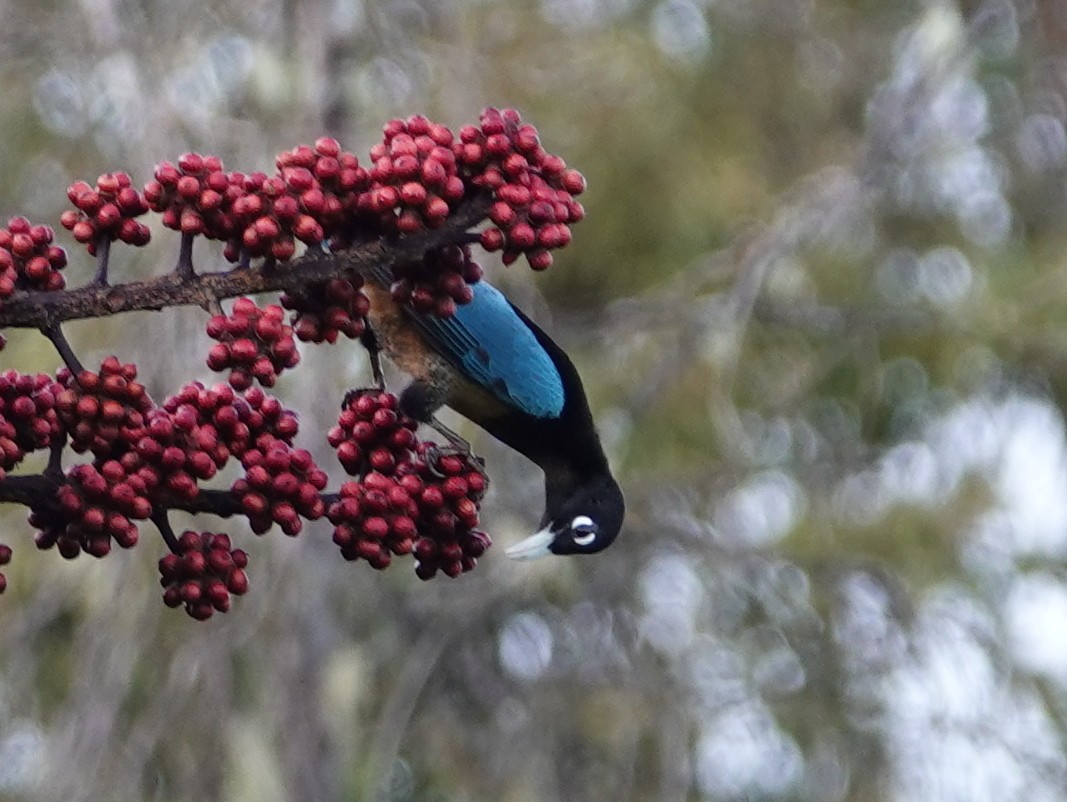 Blue Bird-of-Paradise - ML624073653