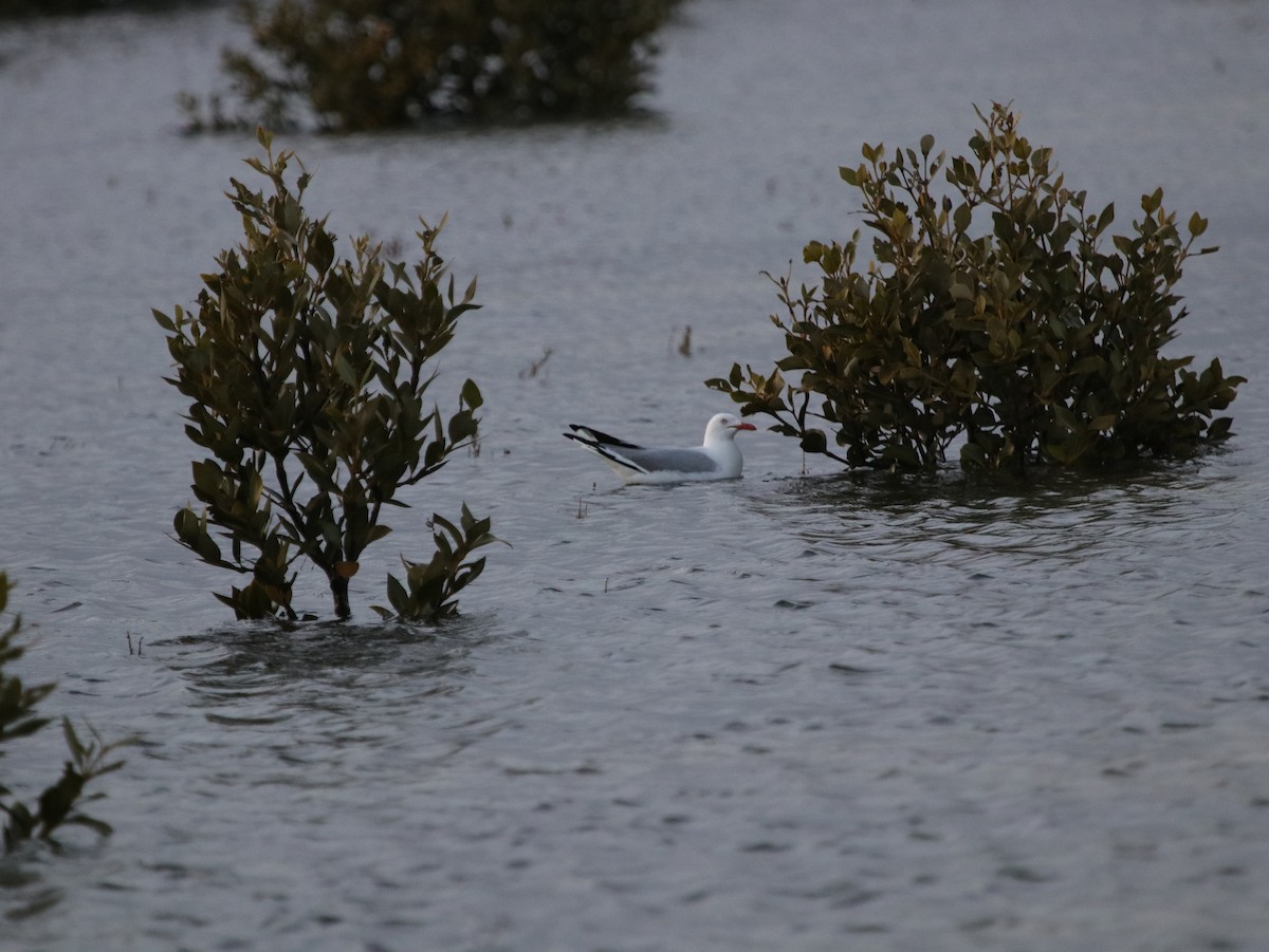 Silver Gull (Silver) - ML624073699