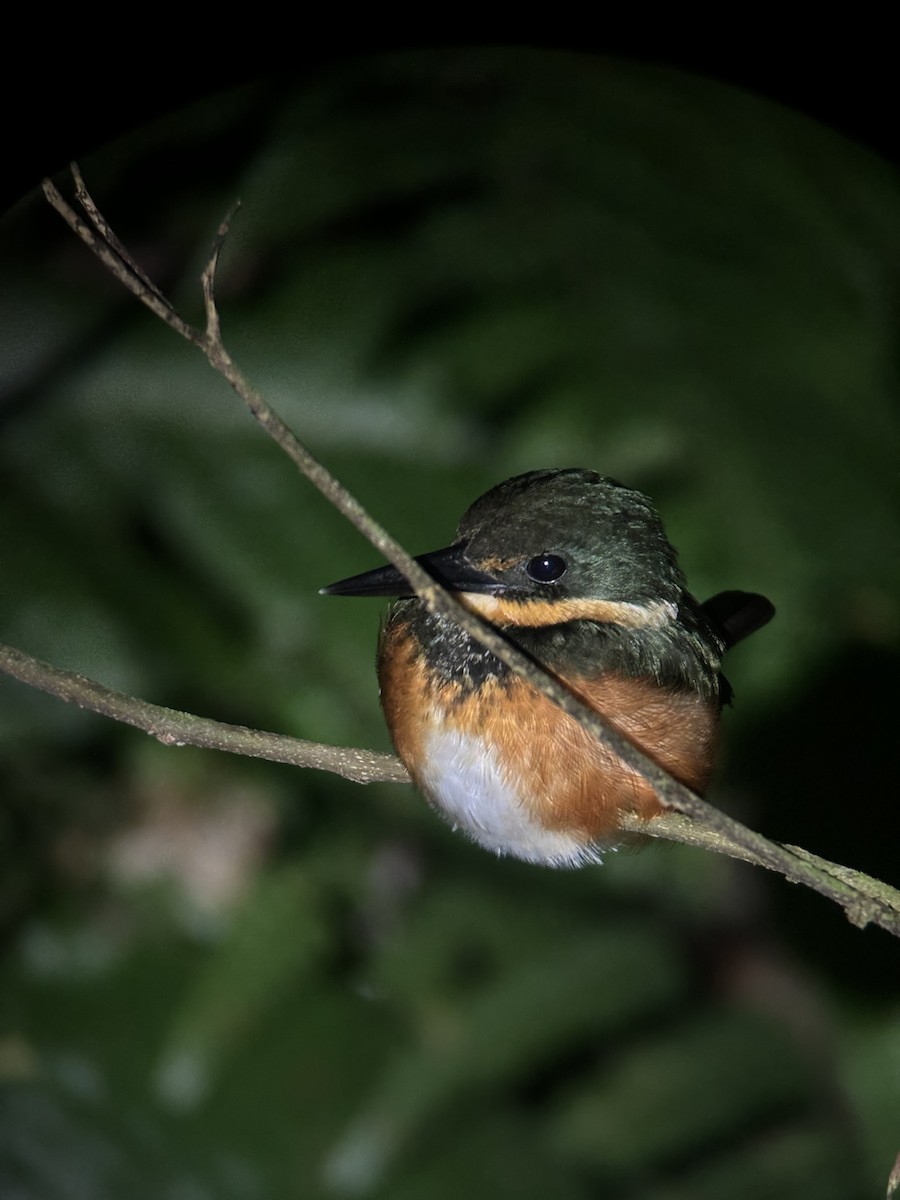 American Pygmy Kingfisher - Melany Charlyn Elizondo Montano