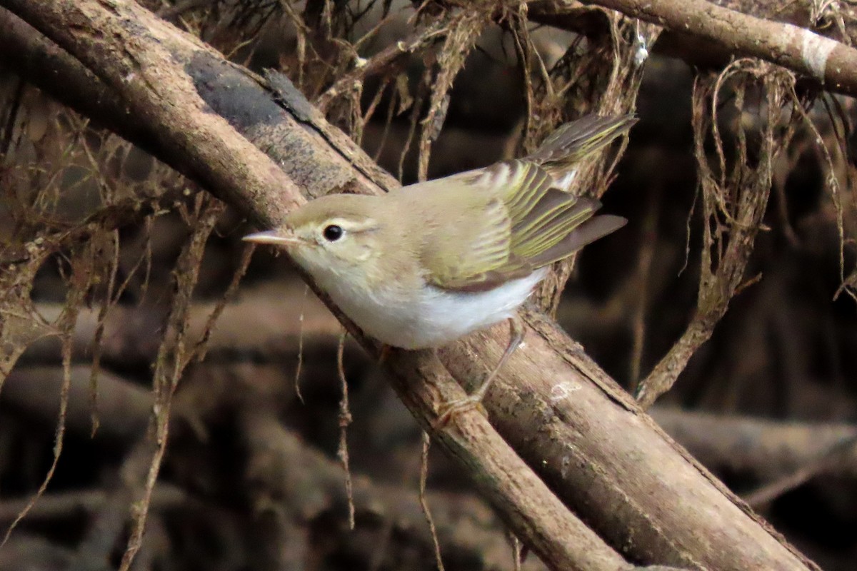 Western Bonelli's Warbler - ML624073766