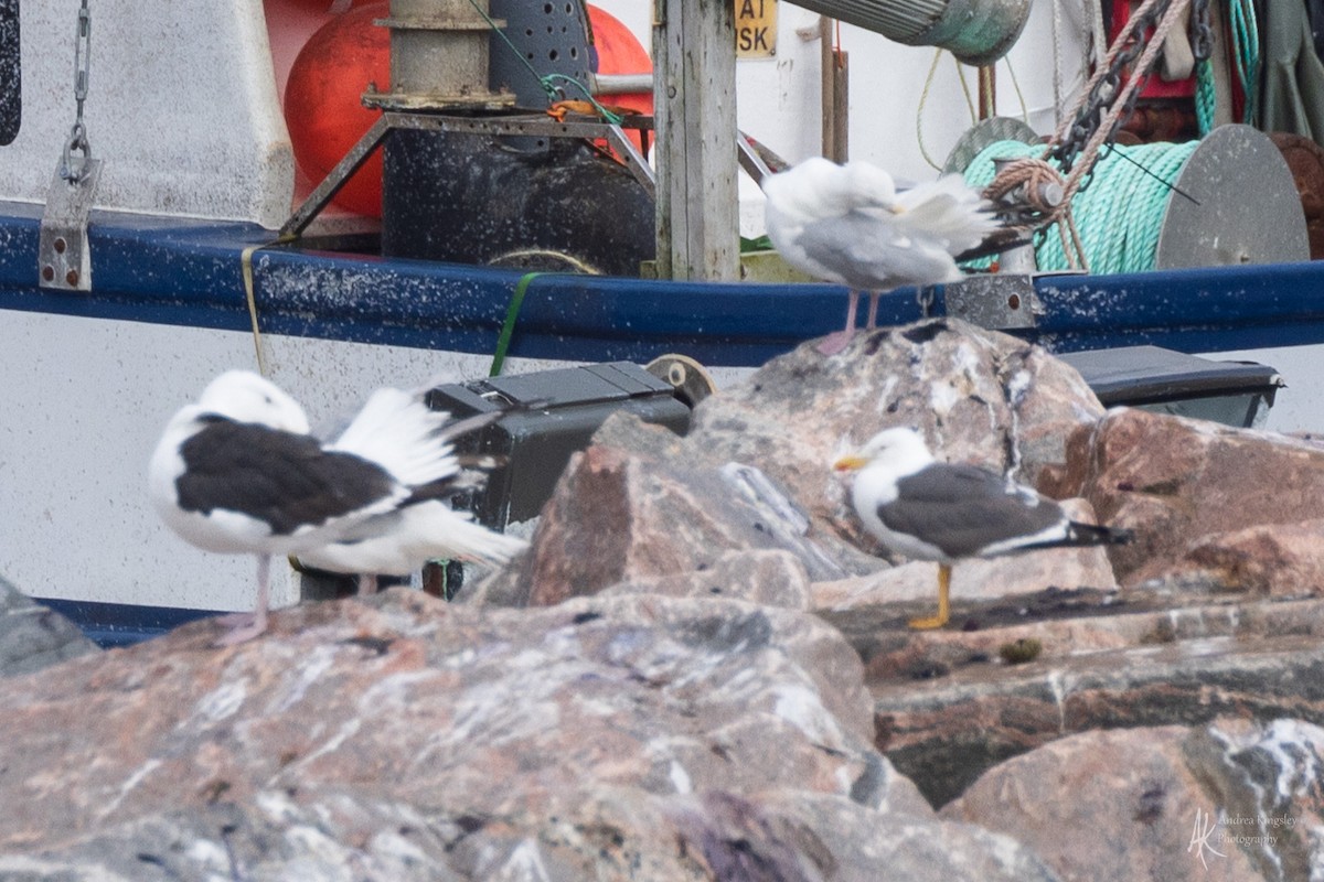 Lesser Black-backed Gull - ML624073827