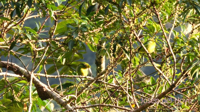 Green-and-gold Tanager - ML624073829