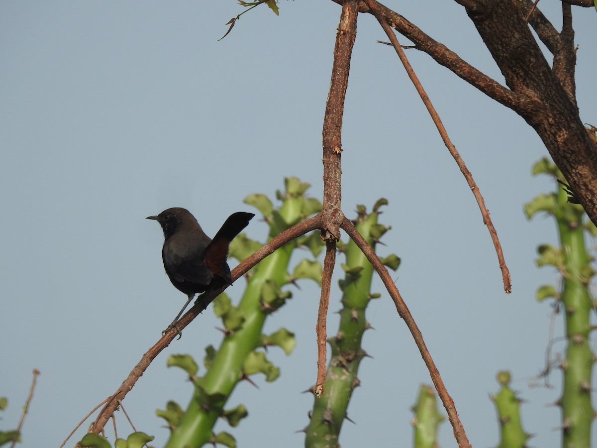 Indian Robin - ML624073842