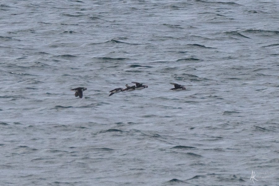 Atlantic Puffin - ML624073864