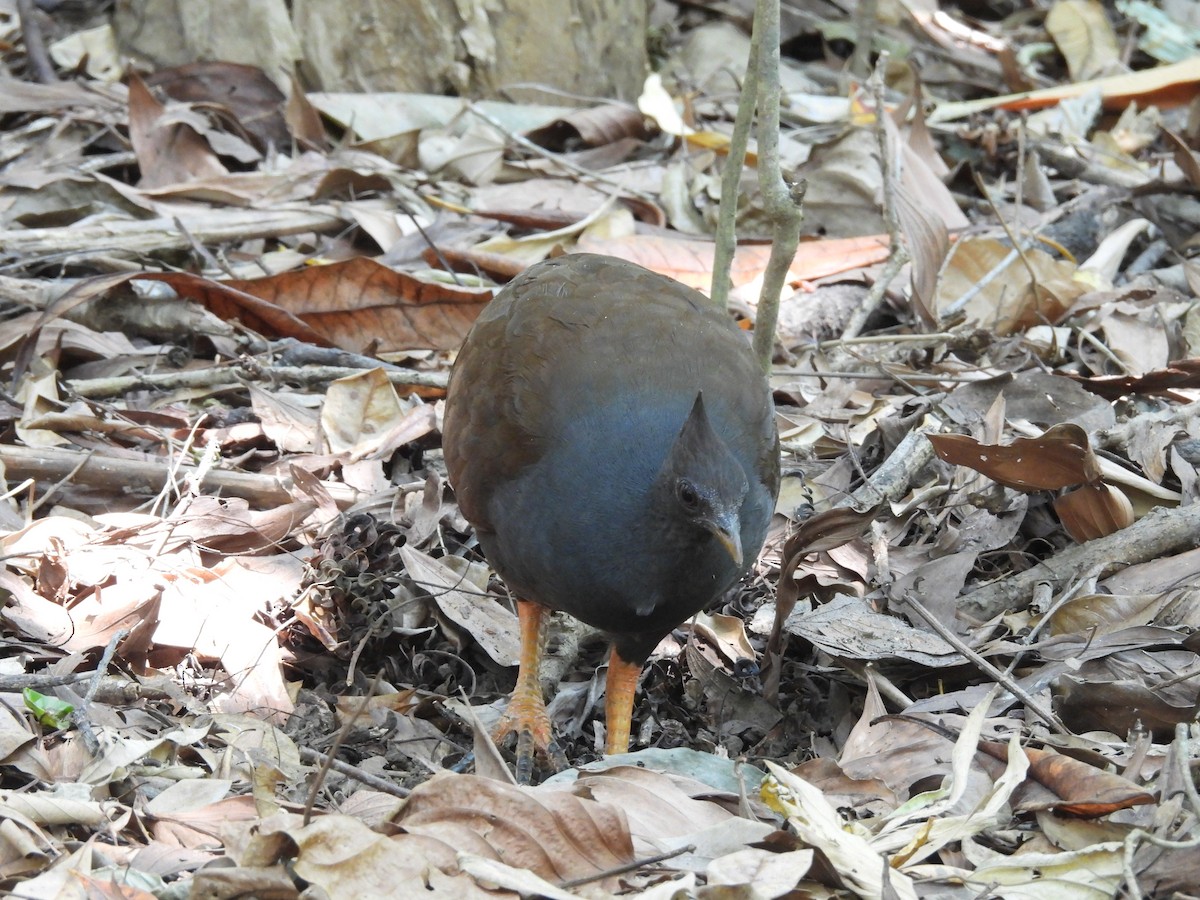 Orange-footed Megapode - ML624073882