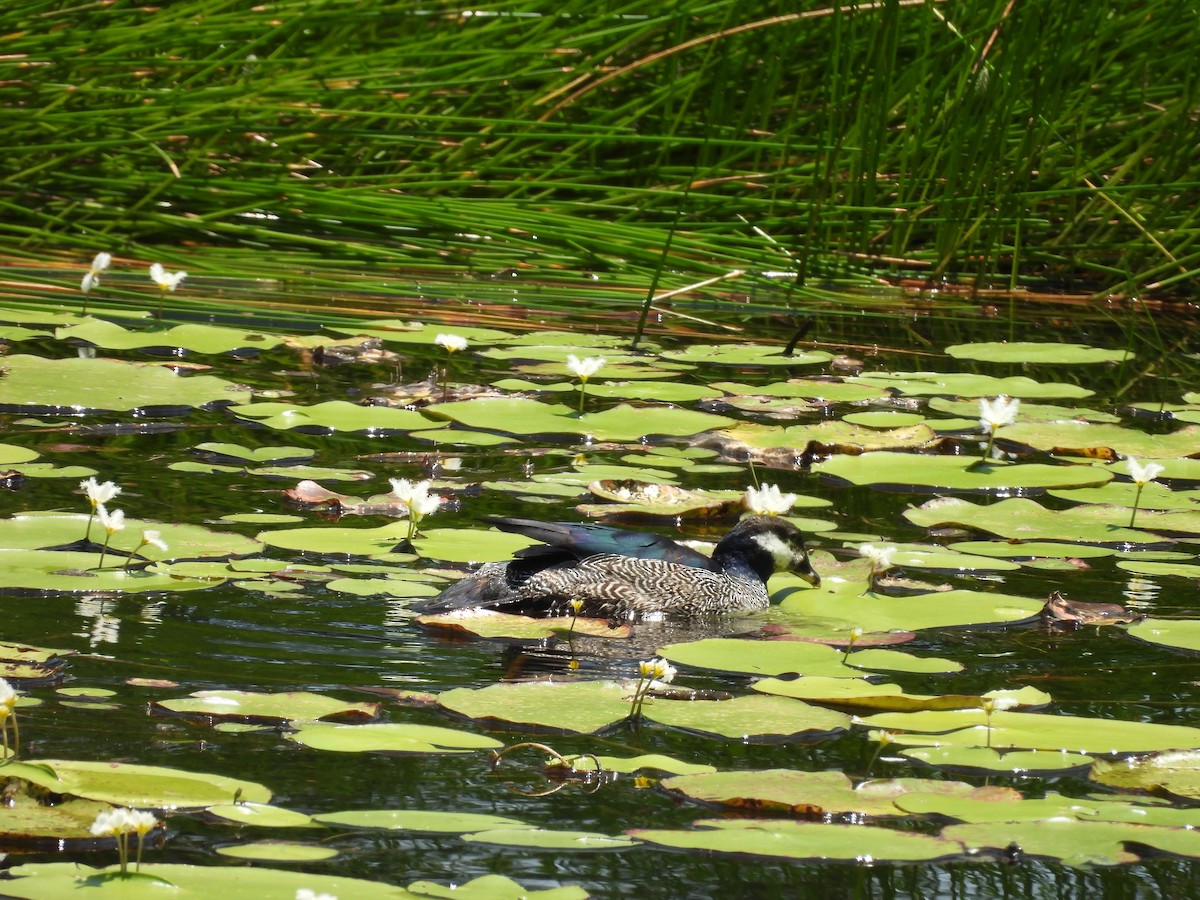 Green Pygmy-Goose - Chanith Wijeratne