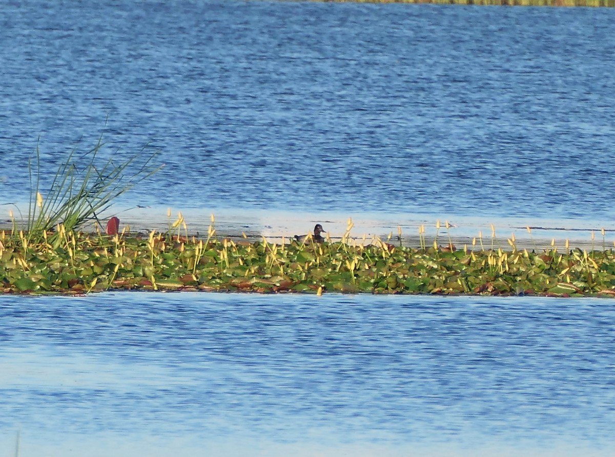 Lesser Scaup - ML624073891