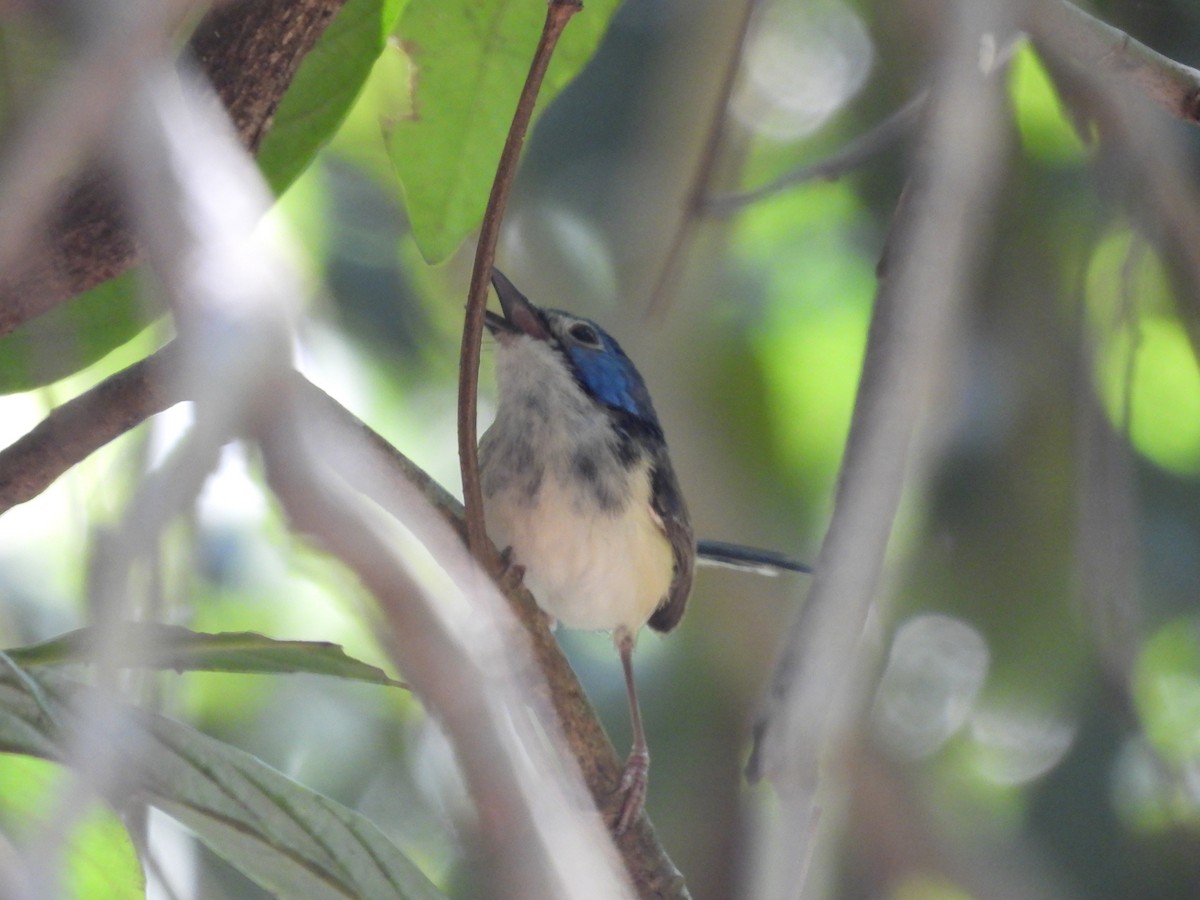 Lovely Fairywren - ML624073893