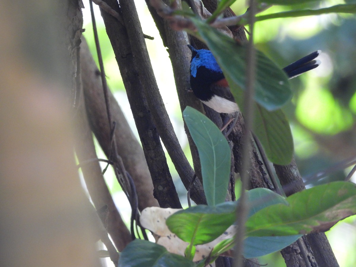 Lovely Fairywren - ML624073894