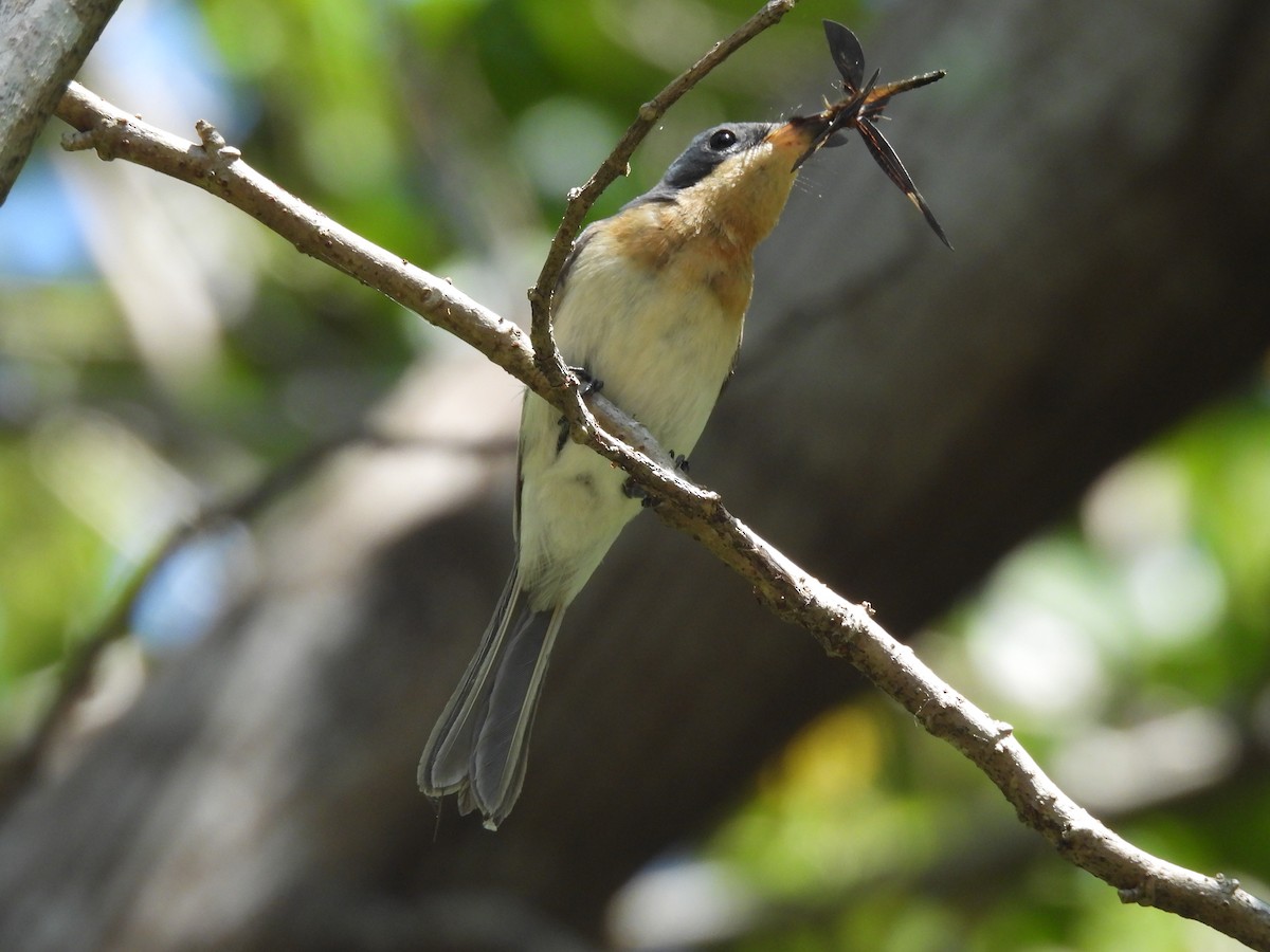 Leaden Flycatcher - ML624073912