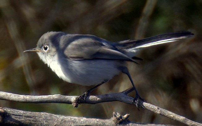 Blue-gray Gnatcatcher - ML624073913