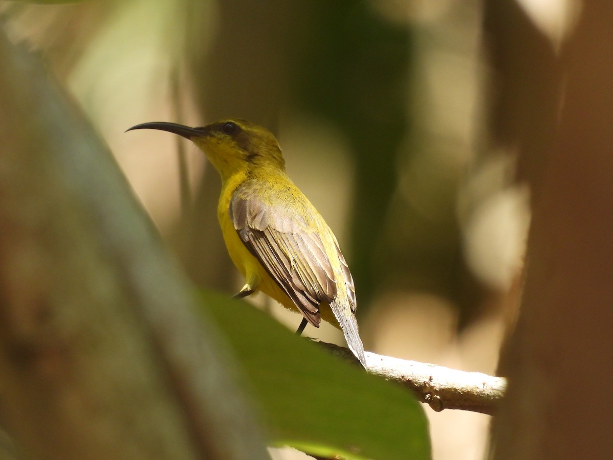 Sahul Sunbird - ML624073915