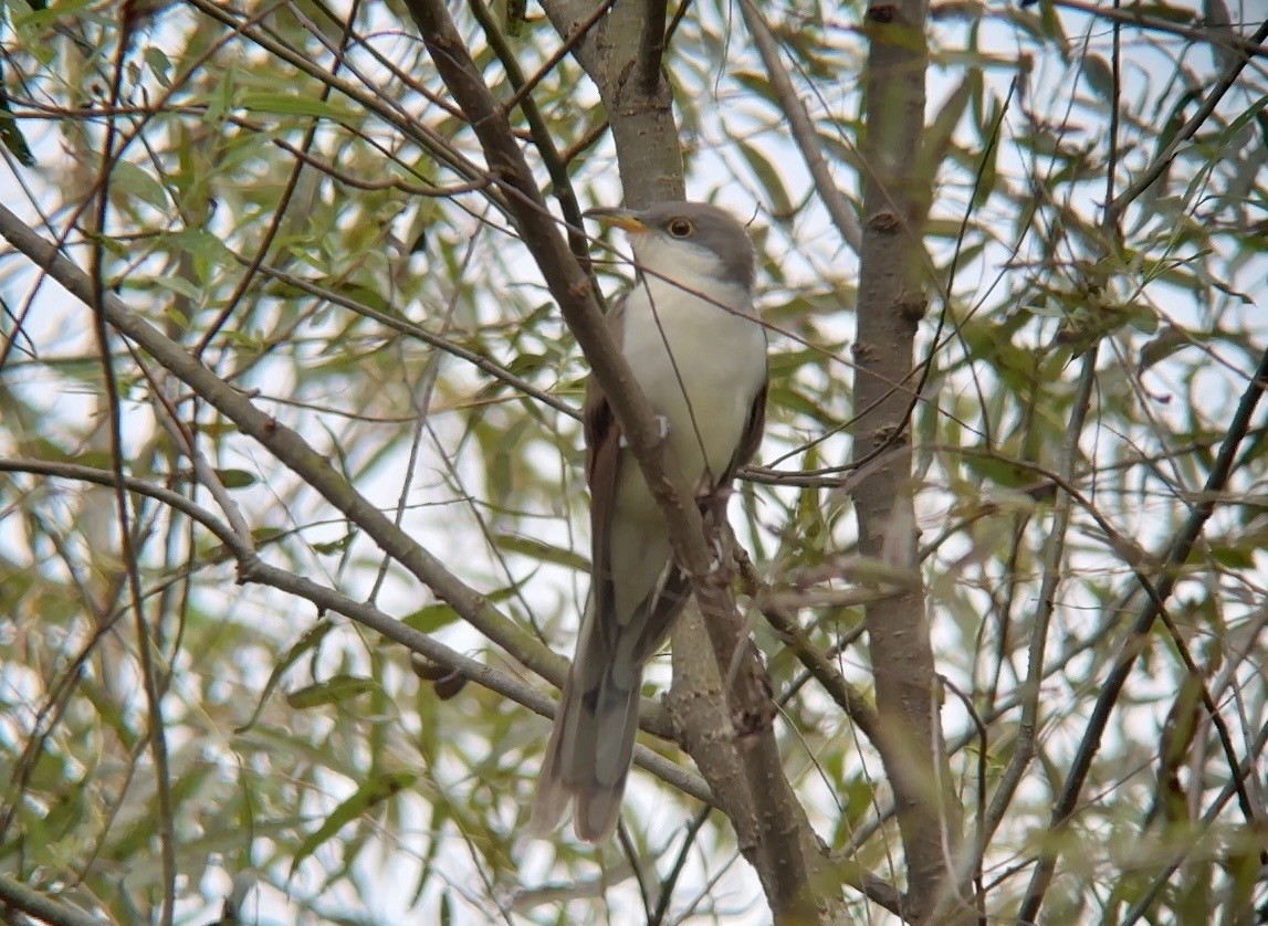 Yellow-billed Cuckoo - ML624073921