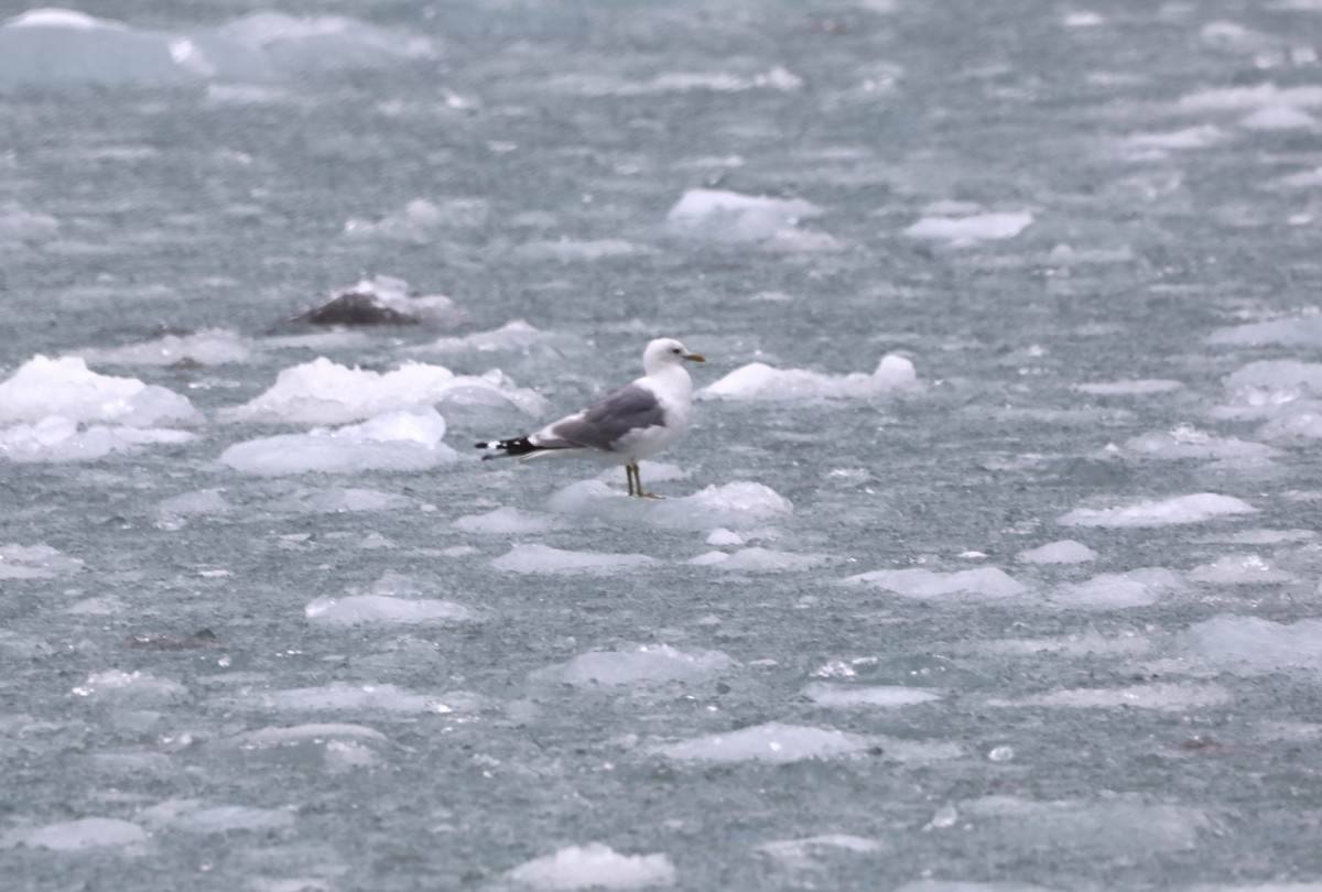 Short-billed Gull - ML624073932