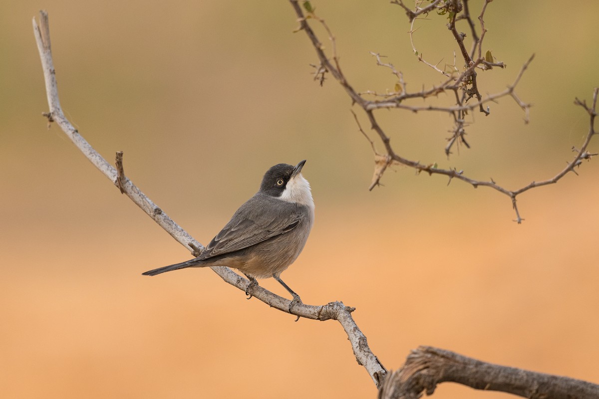 Western Orphean Warbler - ML624073934