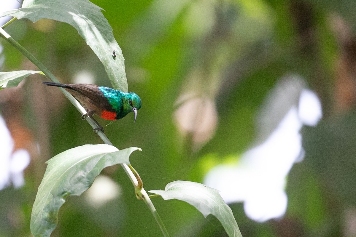 Olive-bellied Sunbird - ML624073935