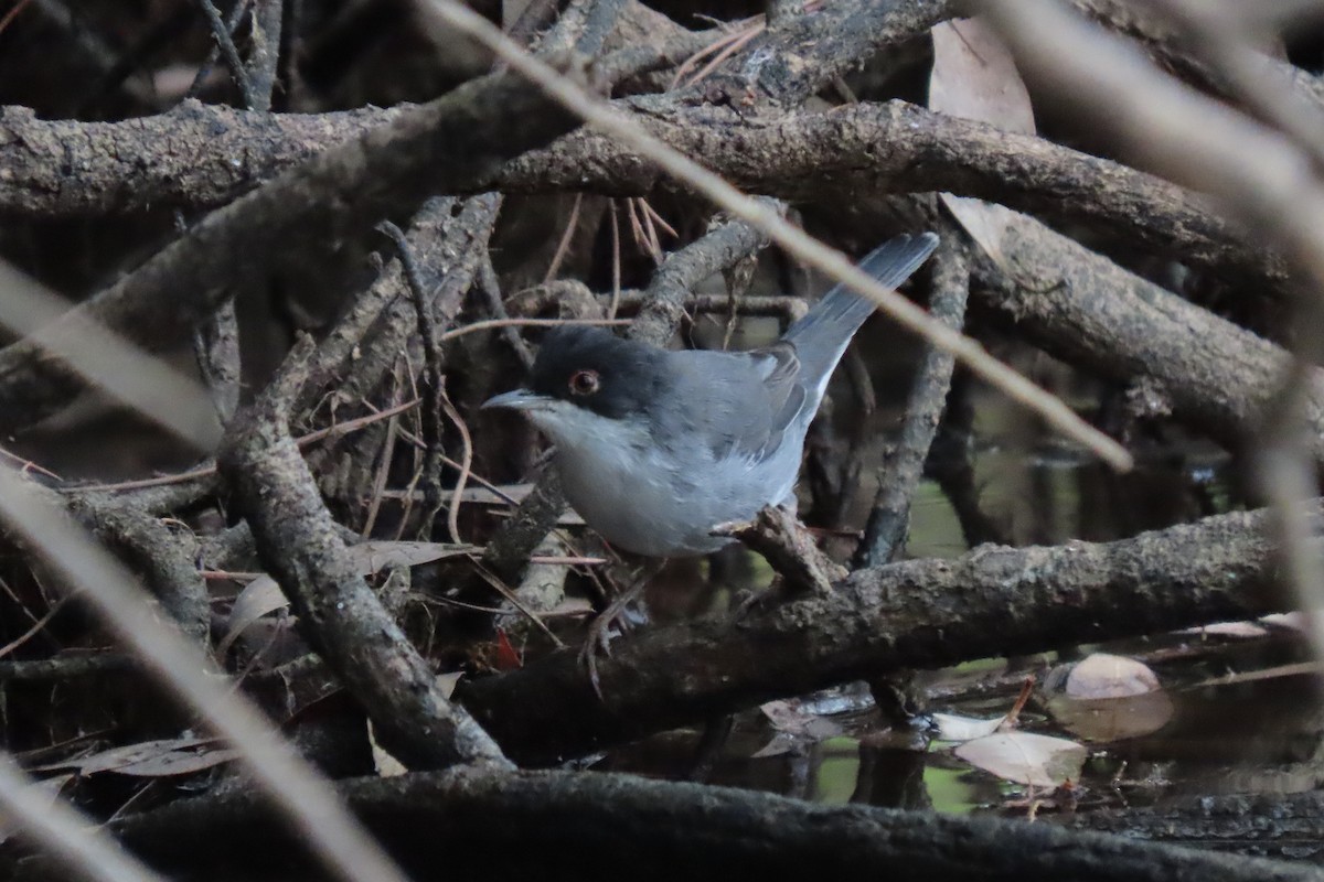 Sardinian Warbler - Tomás Gómez Caro