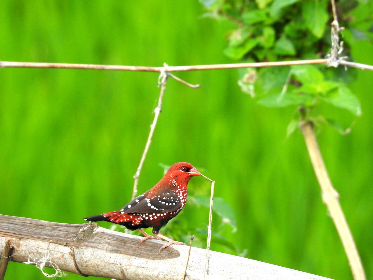 Bengali rouge - ML624073962