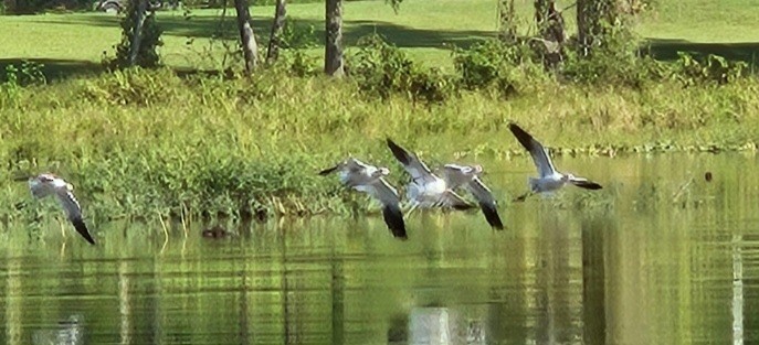 American Avocet - ML624073968