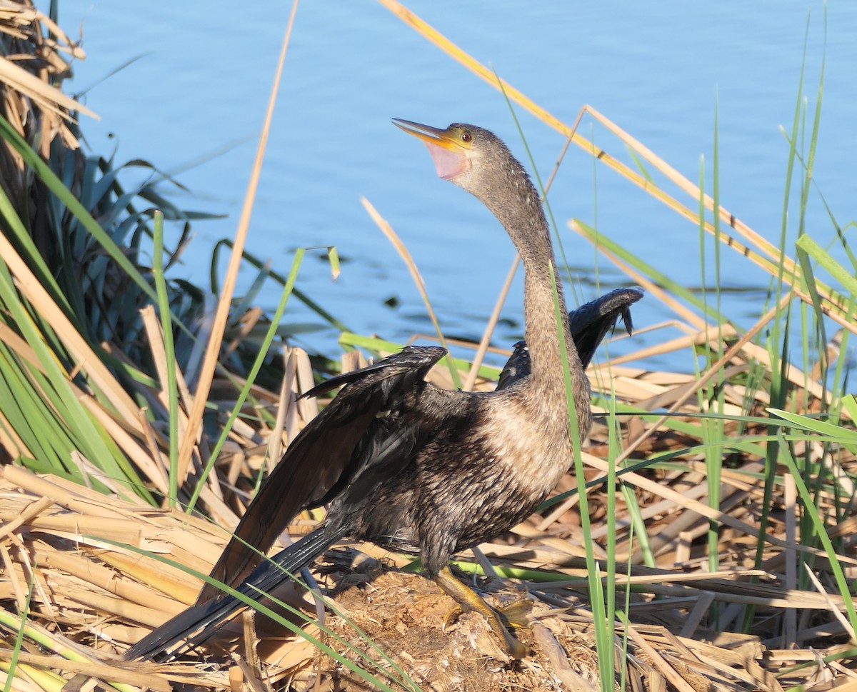 Anhinga d'Amérique - ML624073982